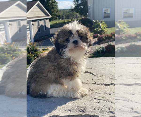 Medium Photo #3 Shih Tzu Puppy For Sale in CANOGA, NY, USA