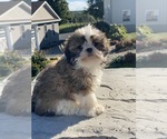 Small #2 Shih Tzu