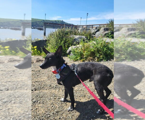 Medium Photo #7 Chihuahua-Unknown Mix Puppy For Sale in San Jose, CA, USA