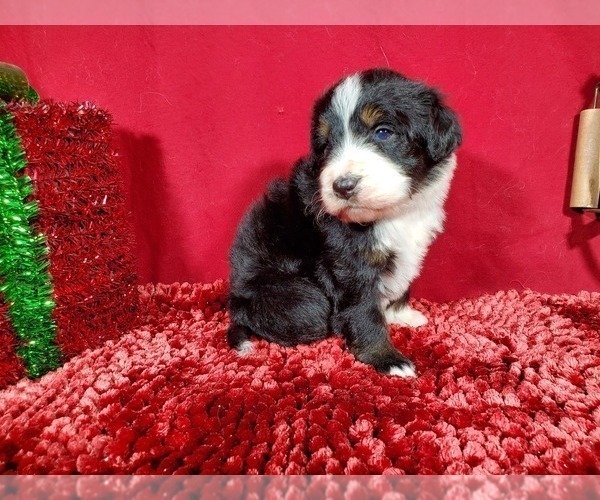 Full screen Photo #5 Bernedoodle Puppy For Sale in COLORADO SPRINGS, CO, USA