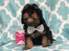 Small Photo #8 Cavapoo Puppy For Sale in CEDAR LANE, PA, USA
