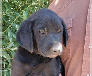 Labrador Retriever Puppy for sale in FILER, ID, USA