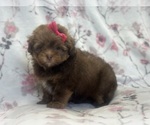 Small #5 ShihPoo