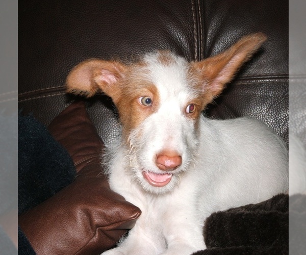 Medium Photo #1 Ibizan Hound Puppy For Sale in LEESBURG, FL, USA