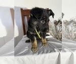 Puppy Sue German Shepherd Dog