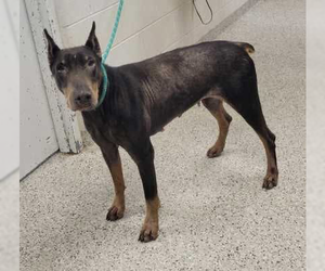 Nellie Adoption Pending! - Female Doberman Pinscher Dog for Adoption - Photo #8