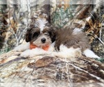 Small #8 ShihPoo