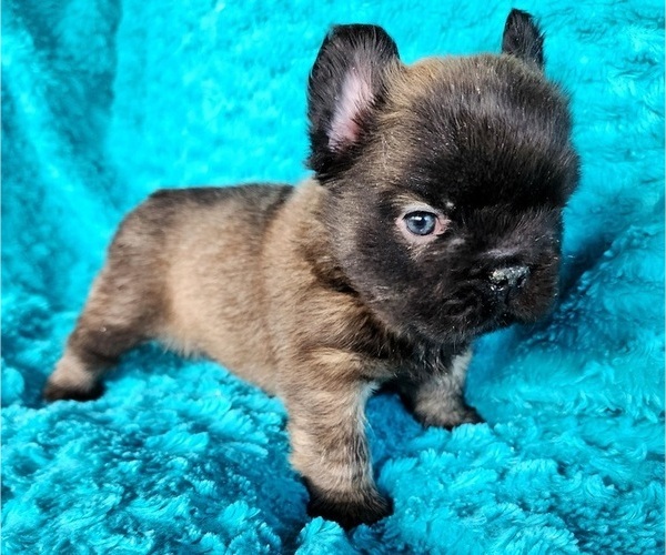 Medium Photo #8 French Bulldog Puppy For Sale in LAS VEGAS, NV, USA