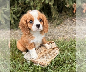 Cavalier King Charles Spaniel-Miniature Bernedoodle Mix Puppy for sale in MIDDLEBURY, IN, USA
