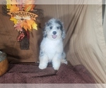 Puppy Hamlet Bernedoodle (Miniature)