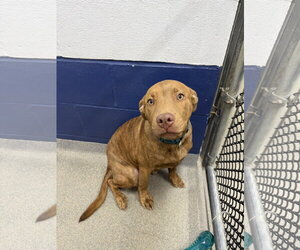 Mutt Dogs for adoption in Sterling, MA, USA