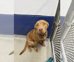 Pudge 5mo AVA 10/7 - Male Mutt Dog for Adoption - Small photo