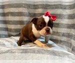 Small Photo #10 Boston Terrier Puppy For Sale in LAKELAND, FL, USA