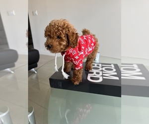Poodle (Toy) Puppy for sale in FORT LAUDERDALE, FL, USA