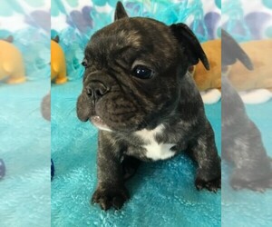 French Bulldog Puppy for sale in TALALA, OK, USA