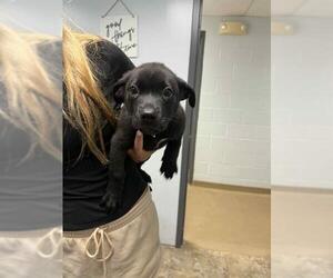 Labrador Retriever-Unknown Mix Dogs for adoption in Belleville, IL, USA