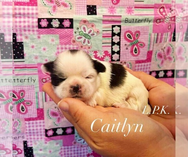 Medium Photo #1 Shih Tzu Puppy For Sale in WINNSBORO, LA, USA