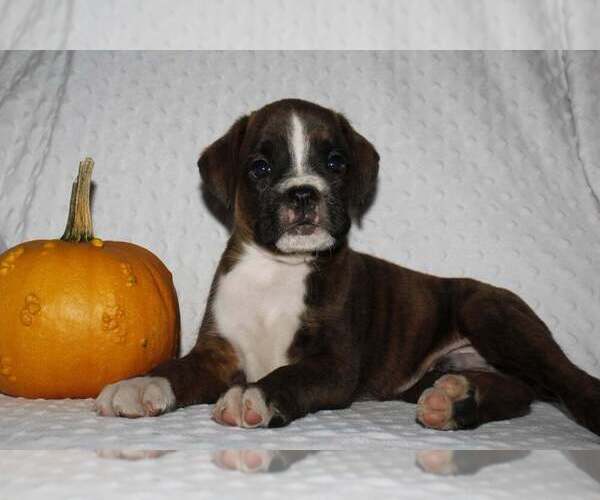 Medium Photo #1 Boxer Puppy For Sale in SHIPSHEWANA, IN, USA