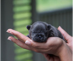 Small Photo #2 French Bulldog Puppy For Sale in PEORIA, IL, USA