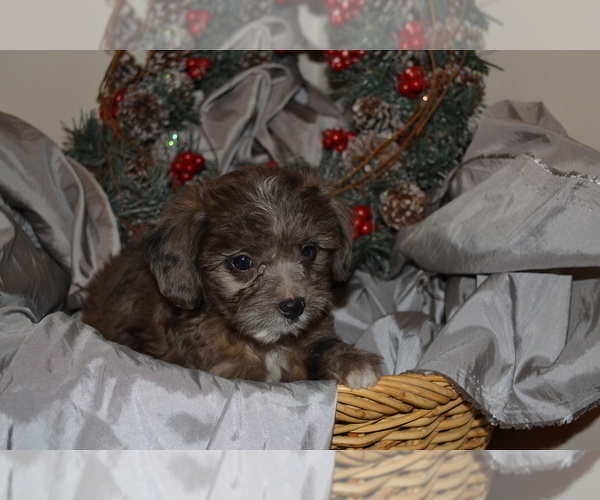 Full screen Photo #1 Chihuahua-Poodle (Toy) Mix Puppy For Sale in GREENWOOD, WI, USA