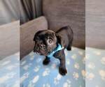 Small Photo #13 French Bulldog Puppy For Sale in FONTANA, CA, USA