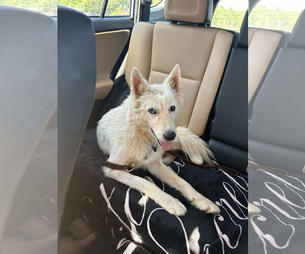 Medium Photo #1 Mutt Puppy For Sale in Shelburne, VT, USA