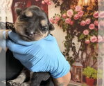 Small German Shepherd Dog