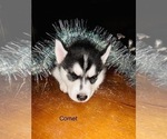 Small Photo #49 Siberian Husky Puppy For Sale in WASHBURN, WI, USA