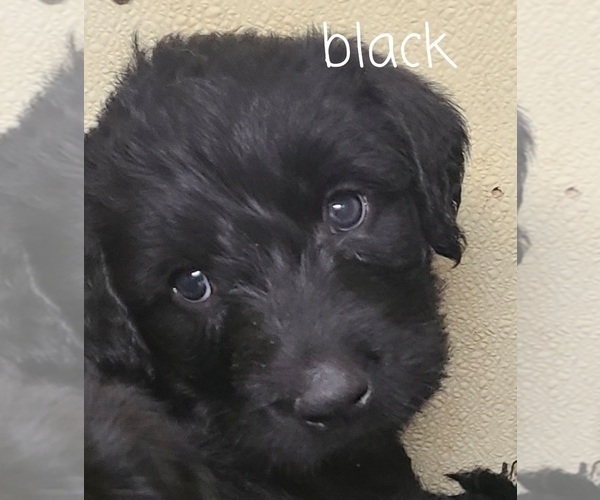 Medium Photo #1 Labradoodle Puppy For Sale in JACKSON, MN, USA