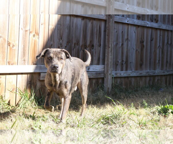 Medium Photo #3 Catahoula Leopard Dog-Unknown Mix Puppy For Sale in Jackson, MS, USA