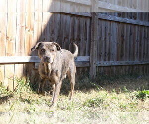 Butterbean - Male Catahoula Leopard Dog-Unknown Mix Dog for Adoption - Photo #3
