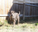 Small #2 Catahoula Leopard Dog Mix