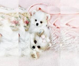 Poodle (Toy) Puppy for sale in THONOTOSASSA, FL, USA