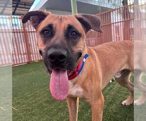 Mastiff-Unknown Mix Dogs for adoption in Las Vegas, NV, USA