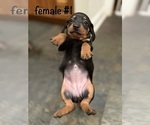 Small #6 Dachshund