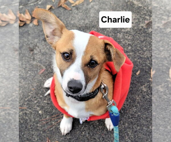 Medium Photo #1 Pembroke Welsh Corgi-Unknown Mix Puppy For Sale in Visalia, CA, USA