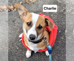 Pembroke Welsh Corgi-Unknown Mix Dogs for adoption in Visalia, CA, USA