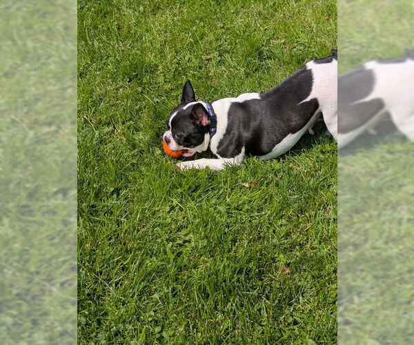 Medium Photo #4 Boston Terrier Puppy For Sale in Pittsburgh, PA, USA