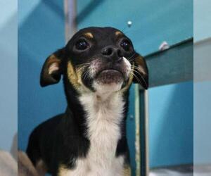 Chihuahua Dogs for adoption in San Antonio, TX, USA