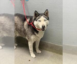 Siberian Husky-Unknown Mix Dogs for adoption in Las Vegas, NV, USA