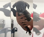 BERNADETTE - Female Mutt Dog for Adoption - Small photo