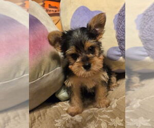 Yorkshire Terrier Puppy for sale in PITTSBURG, KS, USA