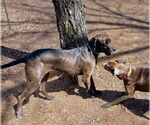 Small #2 Great Dane Mix