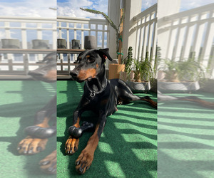 Doberman Pinscher Dogs for adoption in LOS ANGELES, CA, USA