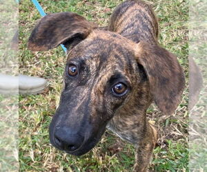 Plott Hound-Unknown Mix Dogs for adoption in Canton, CT, USA
