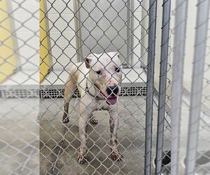 Mutt Dogs for adoption in Temple, TX, USA