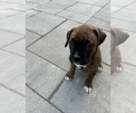 Puppy Olivia Boxer