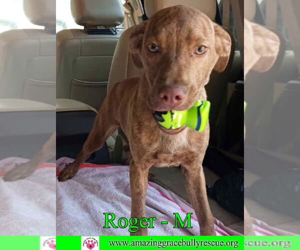 Medium Photo #6 Mutt Puppy For Sale in Pensacola, FL, USA