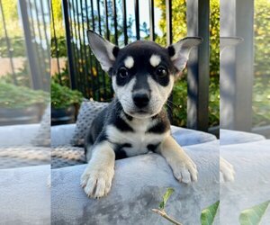 American Staffordshire Terrier-Siberian Husky Mix Dogs for adoption in Redlands, CA, USA