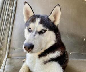 Siberian Husky Dogs for adoption in San Bernardino, CA, USA